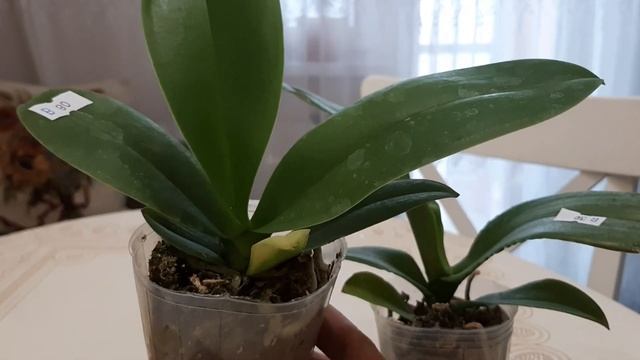 Две новинки и Орхидейные сюрпризы (смотрим до конца). смотреть онлайн