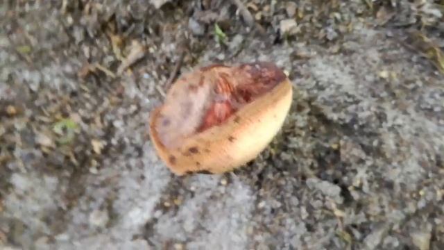 Ozorek dębowy - Fistulina hepatica смотреть онлайн