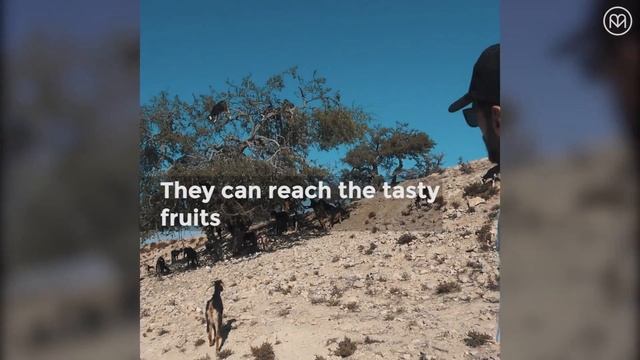 Goats climbing trees?! ?? смотреть онлайн