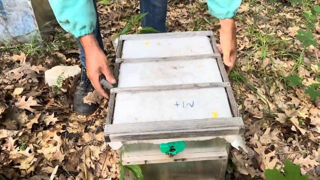 Зацвела липа, отводки пчел расширяем корпусом вощины смотреть онлайн