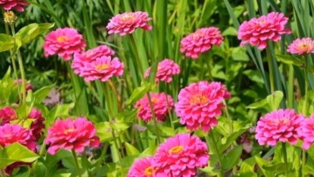 Эти КРАСИВЫЕ ЦВЕТЫ можно ВООБЩЕ не ПОЛИВАТЬ смотреть онлайн