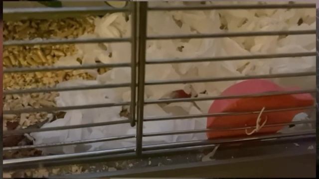 Я и 18 хомяков смотреть онлайн