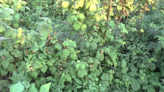 Сравнение ежемалин Медана Тайбери и Бойсенберри смотреть онлайн