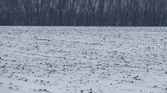 Охота на зайца зимой смотреть онлайн