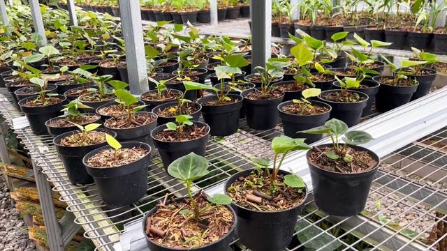 Indonesia Anthurium Nursery tour (Variegated, Hybrids, Species,) @frisha_flora смотреть онлайн