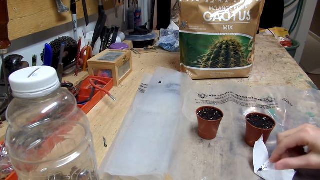 how to germinate mammilaria prolifera seeds смотреть онлайн