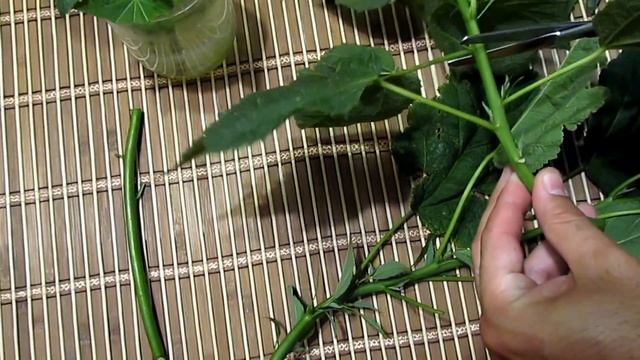 Гибискус травянистый размножение черенками.Hibiscus Herbaceous