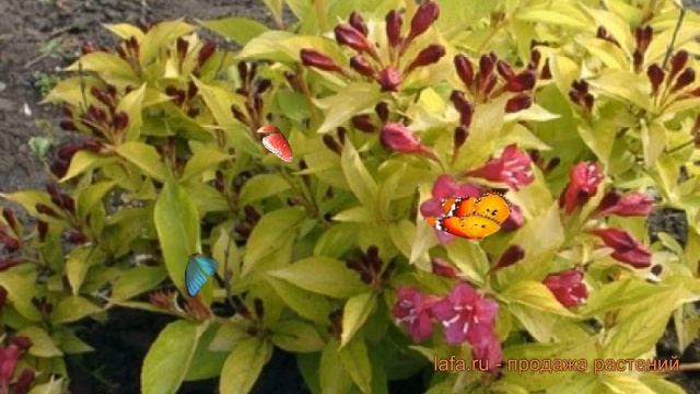 Вейгела гибридная Олимпиада (weigela) ? Олимпиада обзор: как сажать, саженцы вейгелы Олимпиада смотреть онлайн