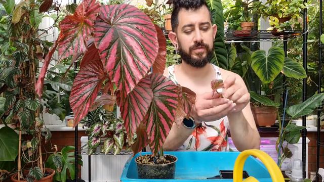 Propagating Begonia, the way that has worked for me смотреть онлайн