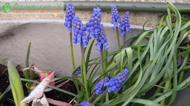 Выращивание мускари в саду, хранение мускари, уход и посадка