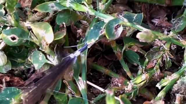 Гастарбайтер дворник спешит на работу 2020 10 19 смотреть онлайн