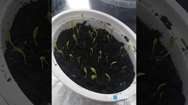 ОБЗОР РАССАДЫ НА 26 ФЕВРАЛЯ ( всходы Астры Гайлардии Цитронеллы) смотреть онлайн