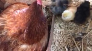 Квочка с циплятами. Кудахтанье квочки.