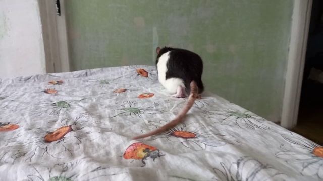 Черно-белый крыс Сэнсэй. смотреть онлайн