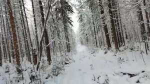 Живу в тайге на промысле. На путике попался хитрый глухарь.