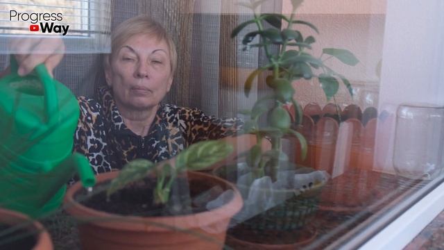 Мое Денежное Дерево Цветет Круглый Год Секрет В Этой Подкормке Которую Я Делаю Сама Проще Простого! смотреть онлайн