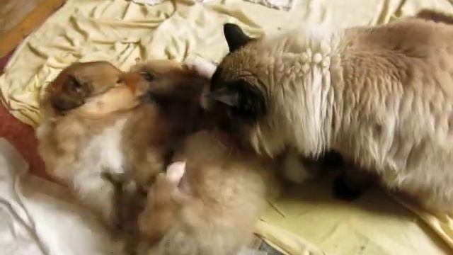 2021-02-20 - щенки колли Шебы и Макса, возраст 5 недель, и кот Синус смотреть онлайн