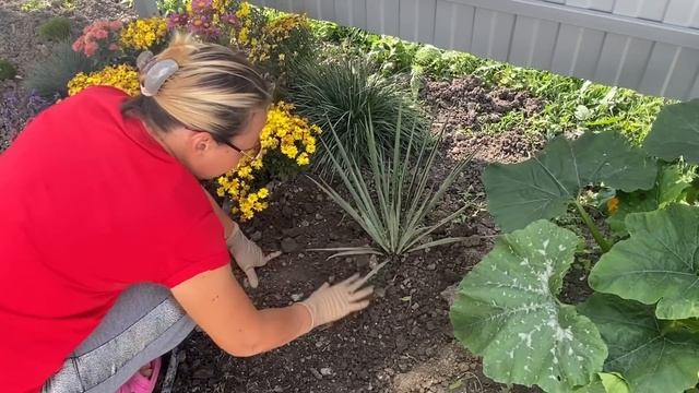 Клумба пополнилась новинками. Обзор моего огорода. Станица Натухаевская смотреть онлайн