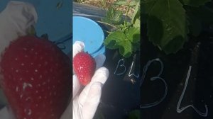 Клубника Надя. Обзор сорта короткого светового дня.