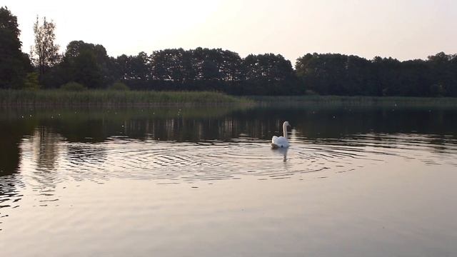 2018 08 09 Plastex Marathon Swift смотреть онлайн