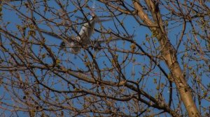 Fujifilm FinePix HS25EXR