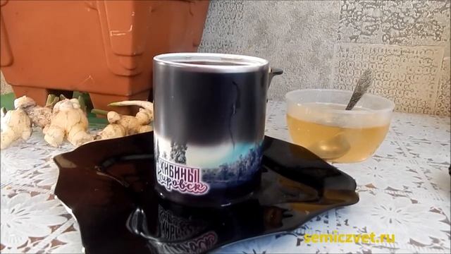 ☕? Чай с имбирём, выращенным в домашних условиях смотреть онлайн