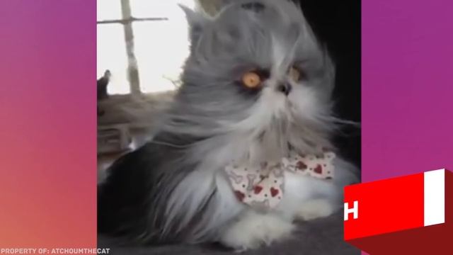 8 Животных, Которые Родились с Невероятными Особенностями смотреть онлайн