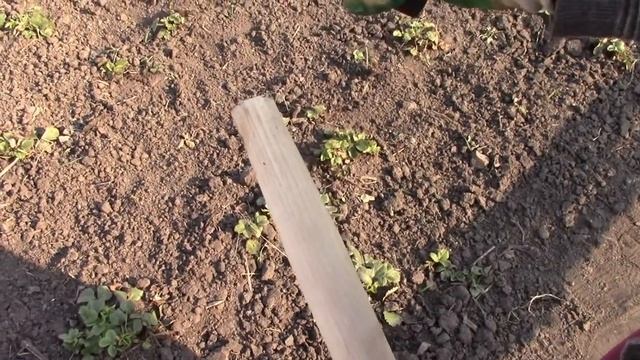 Полольник СТРИЖ! Облегчаю труд на даче. смотреть онлайн