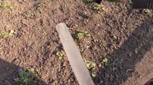 Полольник СТРИЖ! Облегчаю труд на даче.