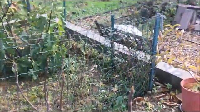 France. Figs. Инжир 1 ноября. Вызреет или нет? Осмотр деревьев в ОГ и частично контейнерные. смотреть онлайн