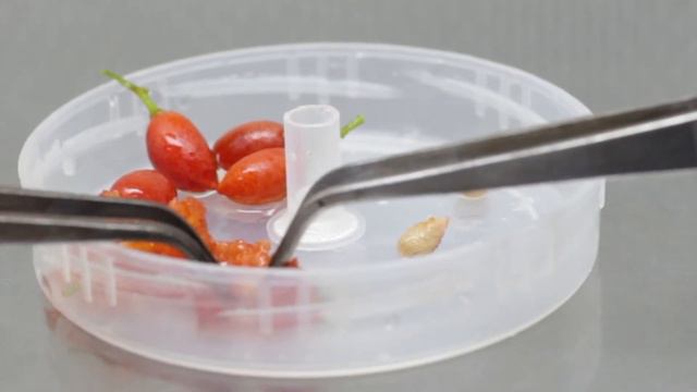 Plant Tissue Culture - Jamine seed + in vitro germination смотреть онлайн