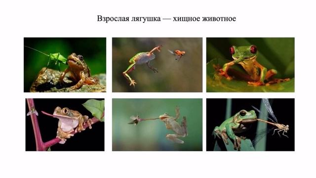Биология. Земноводные. 7 класс. Урок 16 смотреть онлайн