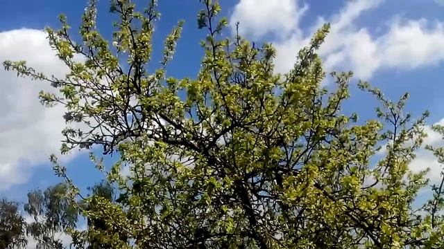 Народный праздник «Митрофан Навозник». Приметы и традиции на 17 июня. смотреть онлайн