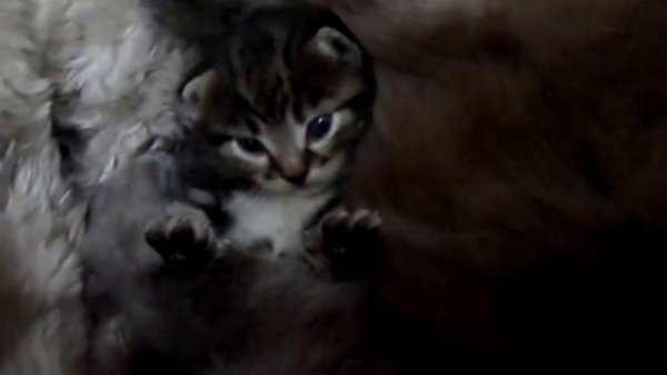 Пушистый комок счастья