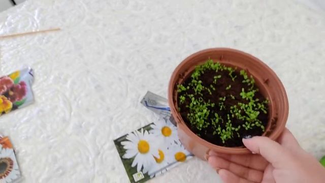 ?Рассада: Люпин, Венидиум, Бархатцы, Фиалки, Нивяник. Нужен ваш совет.