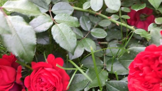 САД, ГДЕ ТОЛЬКО РОЗЫ. Сад роз. Английские розы. Американские розы. смотреть онлайн