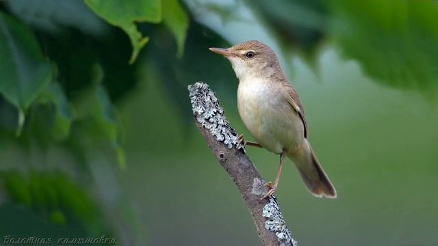 Голоса птиц как поёт Камышовка болотная Acrocephalus palustris.mp4 смотреть онлайн