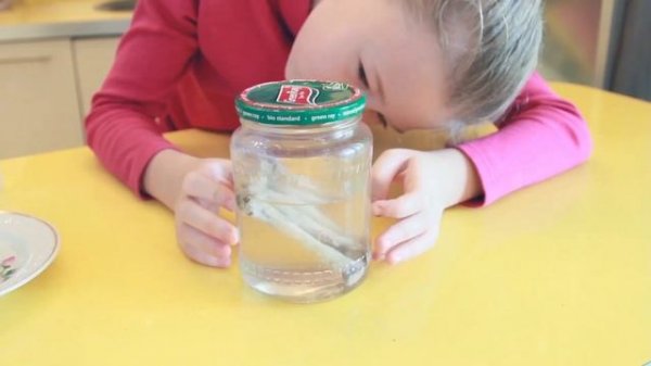 Кости+Уксус! Декальцинированная кость (Experience with bones!)