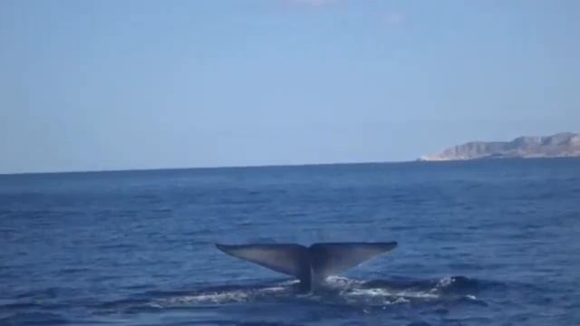 Facts: The Blue Whale смотреть онлайн