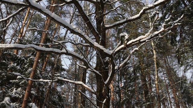 Лес. Февраль (2023). Canon 90D cinematic 4K video. Canon EF-S 18-135mm f/3.5-5.6 IS USM смотреть онлайн