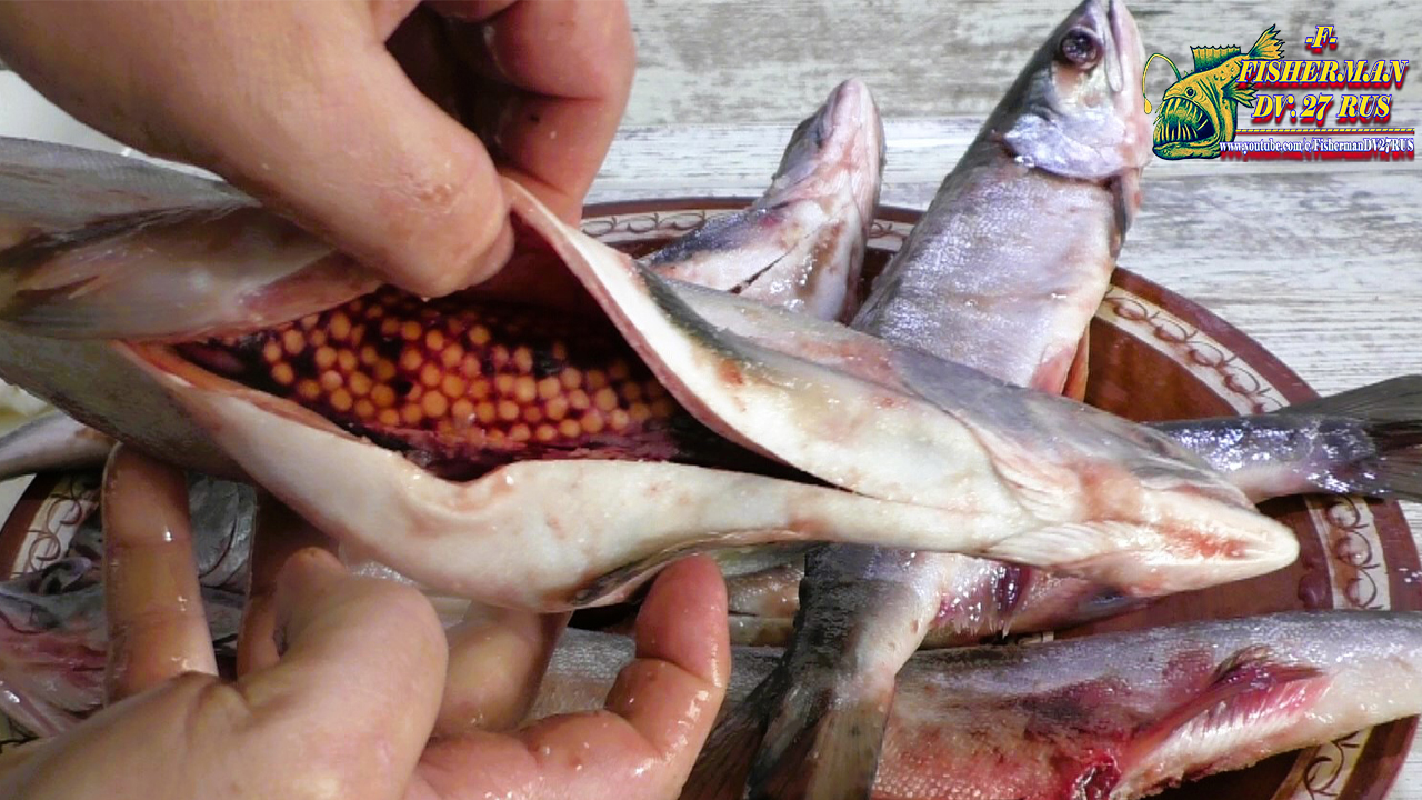 Покупаю горбушу в магазине, красная икра бесплатно. Как выбрать самку горбуши на прилавке 100% смотреть онлайн