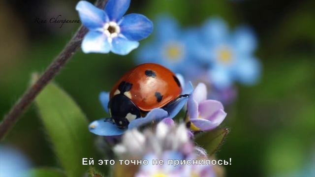 Божья коровка и друзья (4 серия познавательной сказки) смотреть онлайн