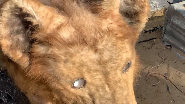 Гиена смотреть онлайн