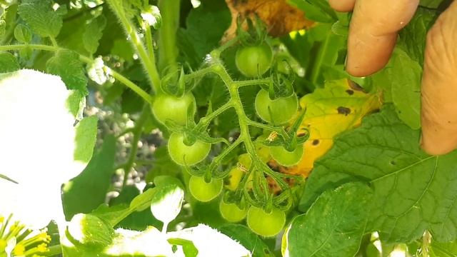 Зачем всё же прививать томаты? Наглядно смотреть онлайн