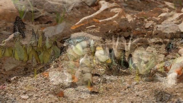 Бабочки летят, бабочки порхают крыльями | Умиротворение и медитация перед сладким сном смотреть онлайн