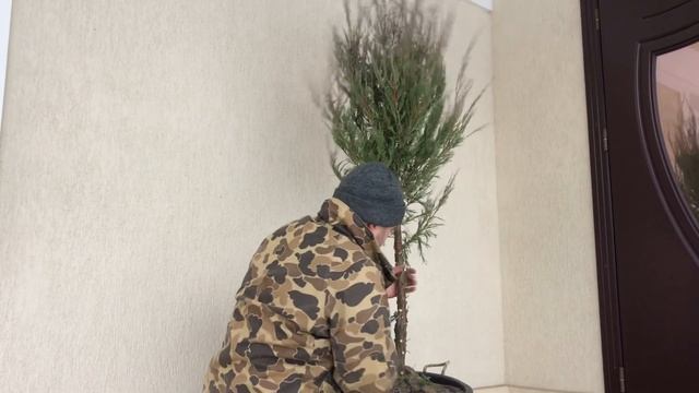Можжевельник на штамбе своими руками смотреть онлайн