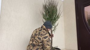 Можжевельник на штамбе своими руками
