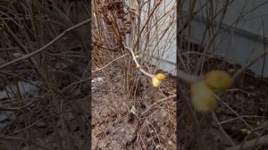 Весенняя обрезка сирени??