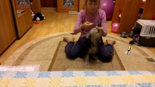 Как сделать прическу "гусеницу"йорку смотреть онлайн