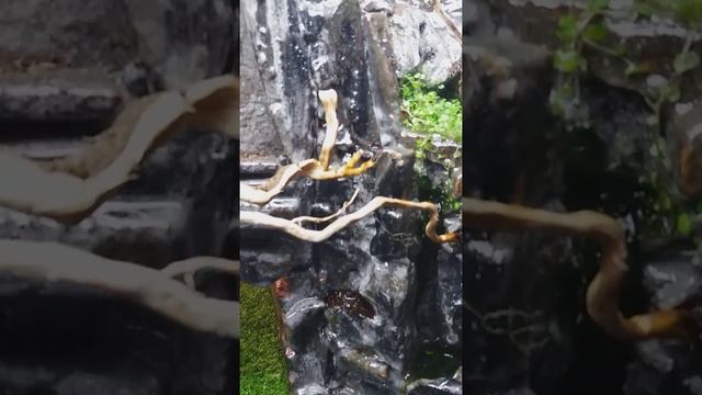 Аквариум для черепах своими руками смотреть онлайн